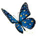 Papillon JME Miniature 2021