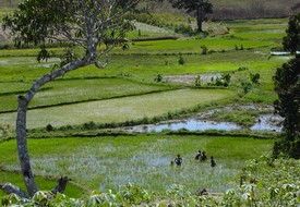 © AgrisudInternational